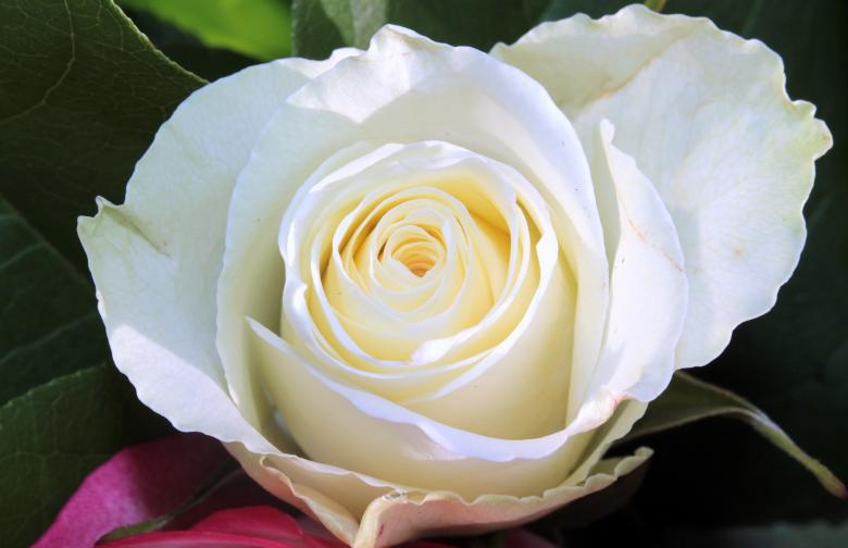 Free stock image of Rose in the Garden created by Pixabay