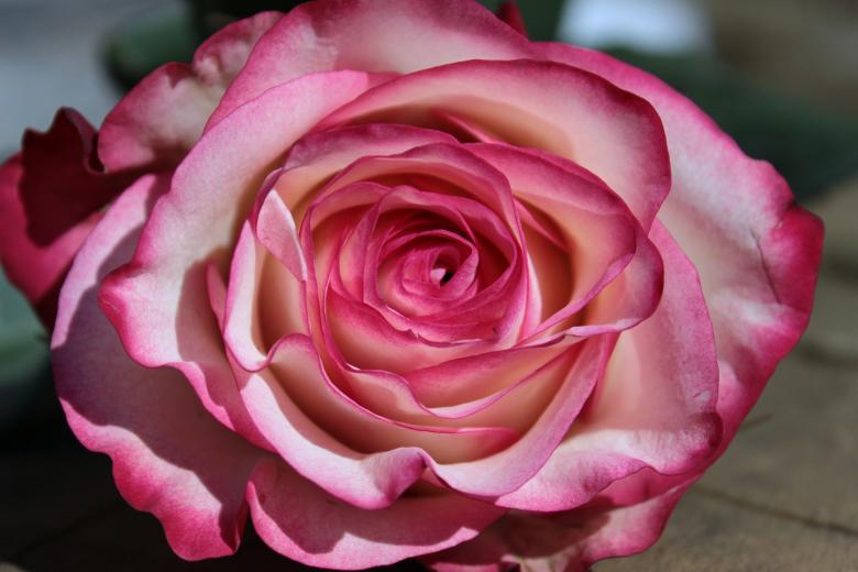 Free stock image of Rose in the Garden created by Pixabay