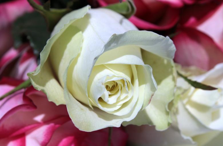 Free stock image of Rose in the Garden created by Pixabay