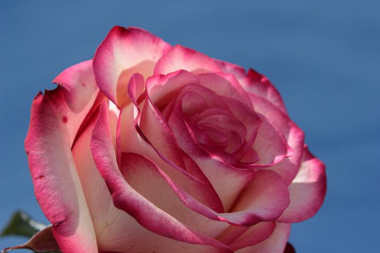 Free stock image of Rose in the Garden created by Pixabay