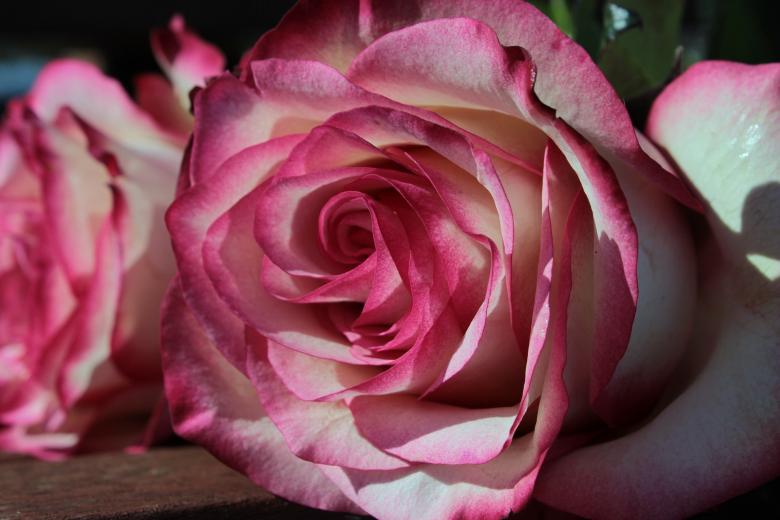 Free stock image of Rose in the Garden created by Pixabay