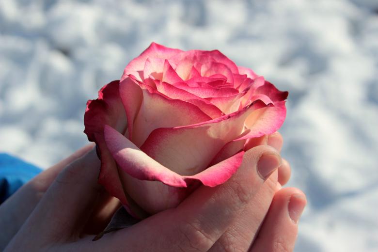 Free stock image of Holding a Rose created by Pixabay