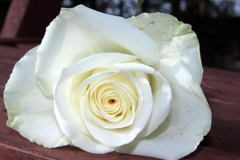 Free stock image of Rose in the Garden created by Pixabay