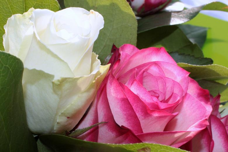 Free stock image of Rose in the Garden created by Pixabay