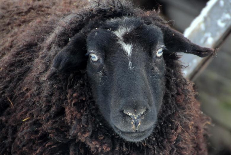 Free stock image of Wild Sheep created by Pixabay