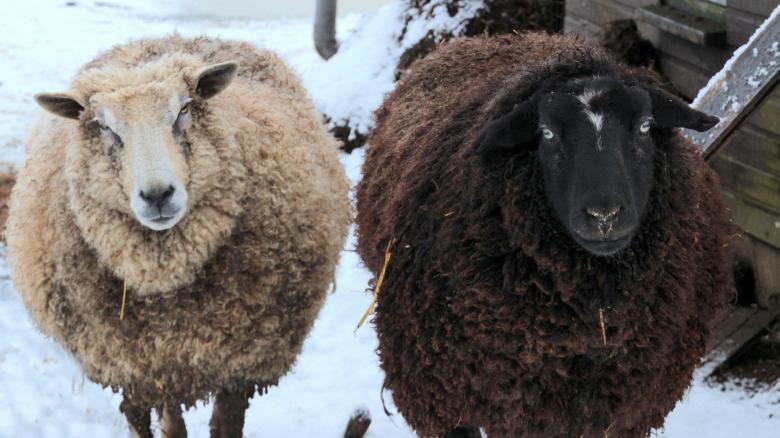 Free stock image of Wild Sheeps created by Pixabay
