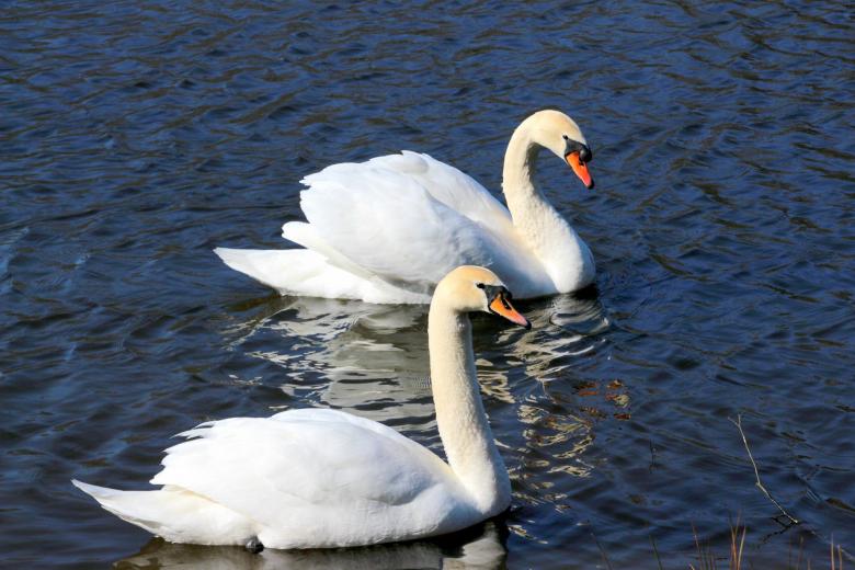 Free stock image of Swans in the Lake created by Pixabay