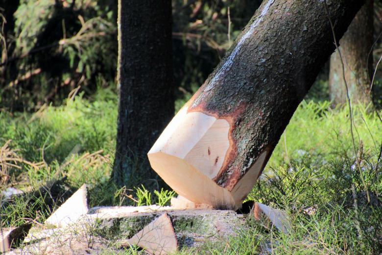 Free stock image of Cutting Trees created by Pixabay