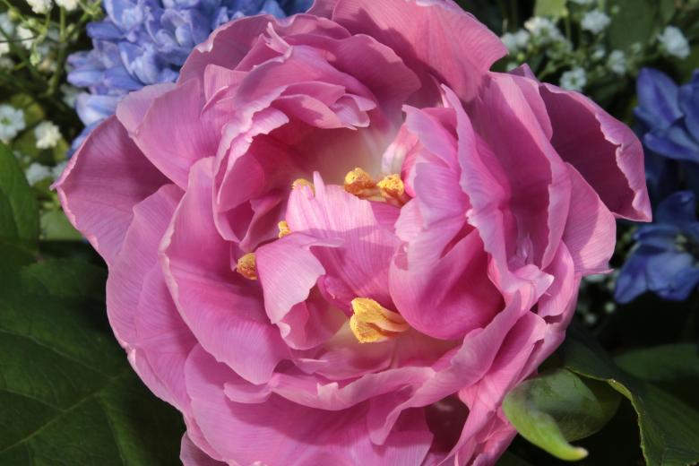 Free stock image of Pink Macro Tulip created by Pixabay