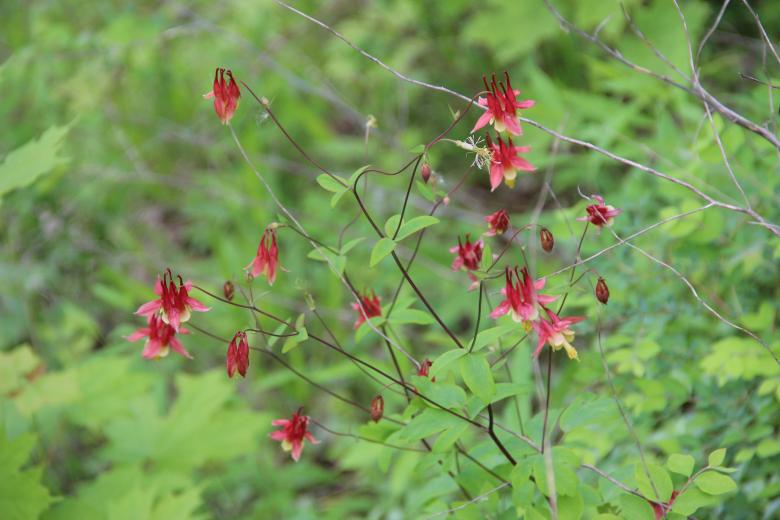 Free stock image of Wild Flowers created by Elizabeth Griffith