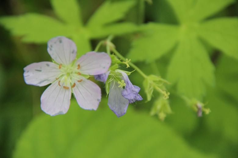 Free stock image of Wild Geranium created by Elizabeth Griffith