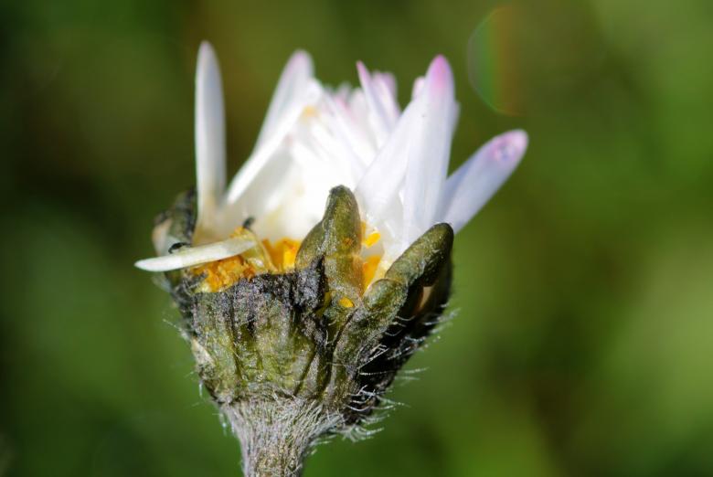 Free stock image of Fresh Daisy created by Pixabay