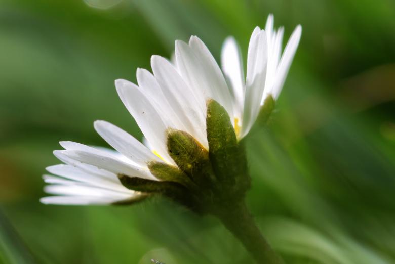 Free stock image of Fresh Daisy created by Pixabay