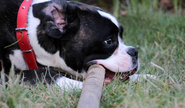 Free stock image of Pet Dog created by Pixabay