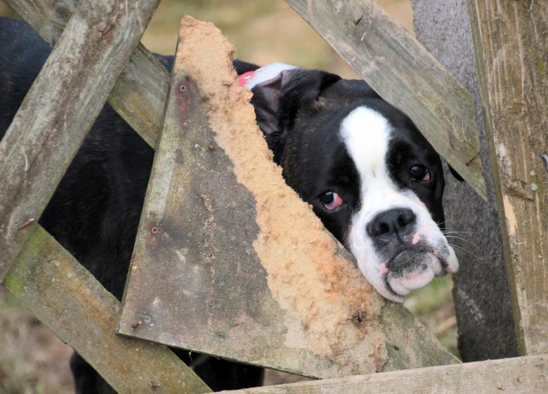 Free stock image of Pet Dog created by Pixabay