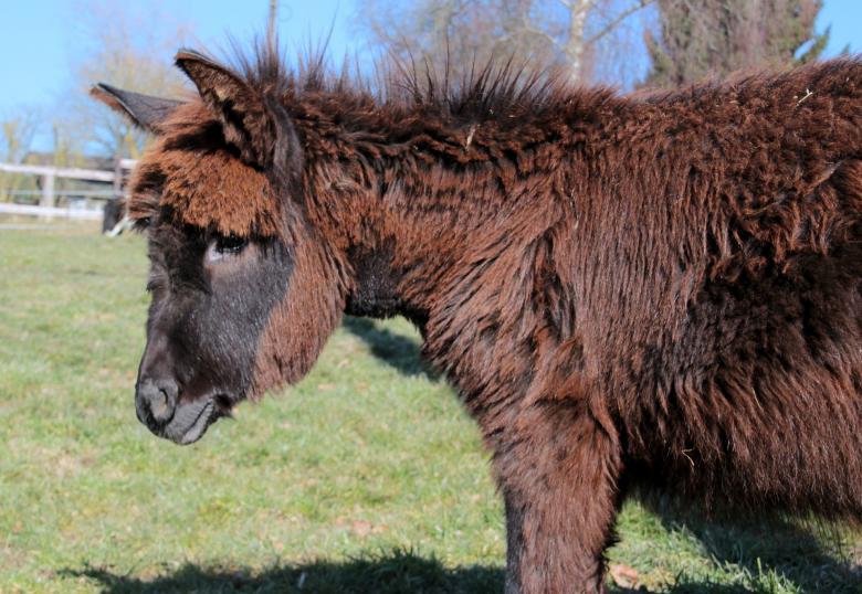 Free stock image of Donkeys in the Farm created by Pixabay