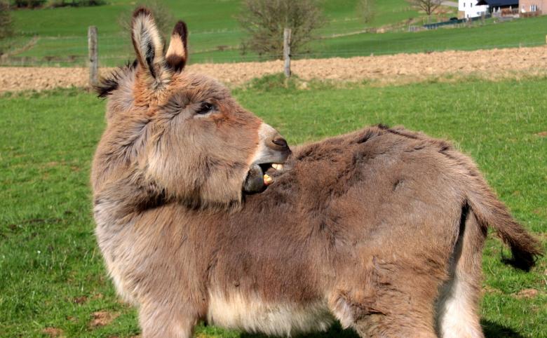 Free stock image of Donkeys in the Farm created by Pixabay
