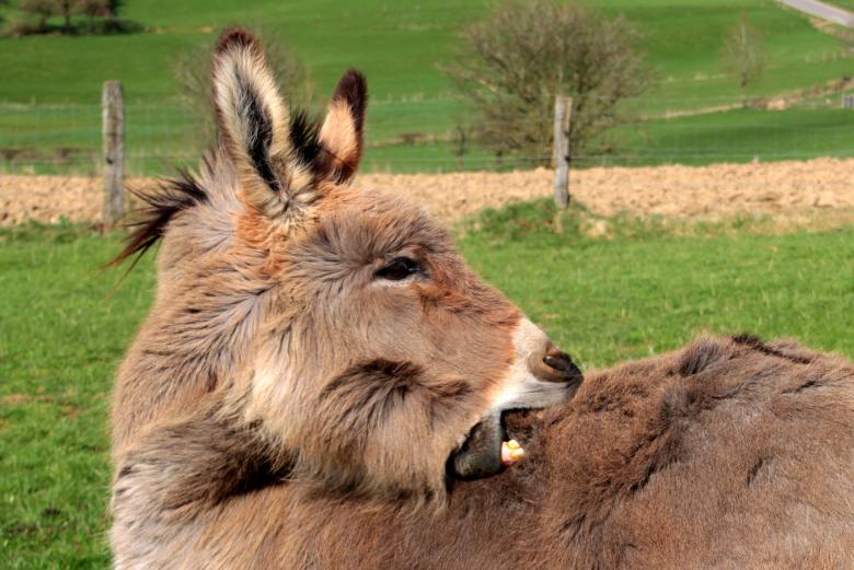 Free stock image of Donkeys in the Farm created by Pixabay