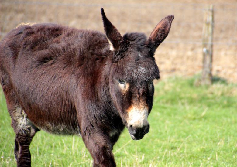 Free stock image of Donkeys in the Farm created by Pixabay
