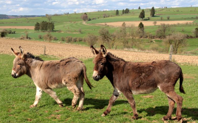 Free stock image of Donkeys in the Stable created by Pixabay