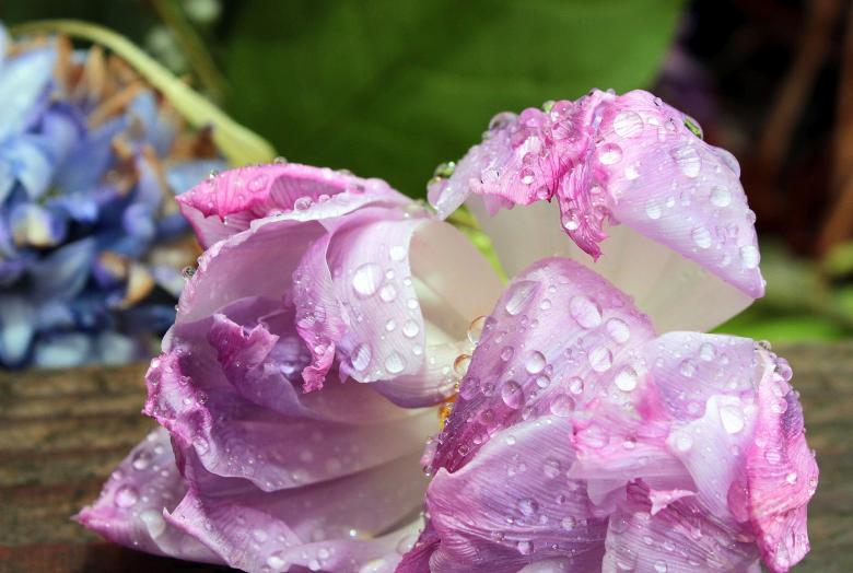 Free stock image of Blooming Flower created by Pixabay