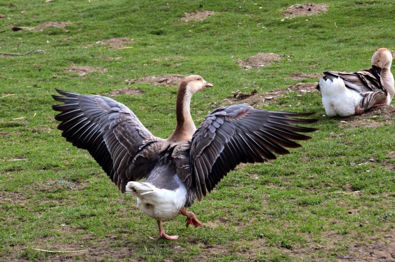 Free stock image of Wild Geese  created by Pixabay