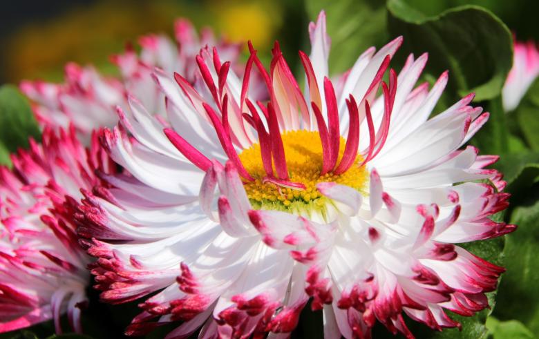 Free stock image of Geese Flower created by Pixabay