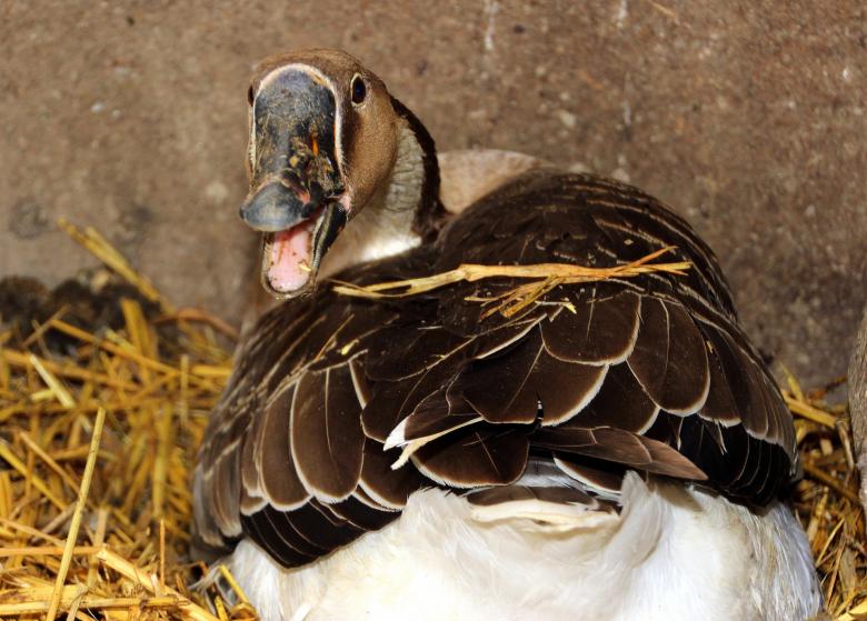 Free stock image of Wild Goose created by Pixabay