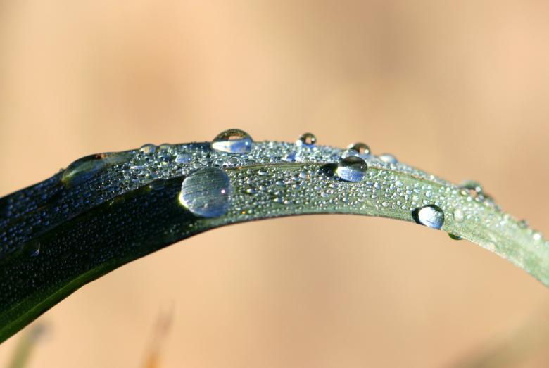 Free stock image of Droplets on the Grass created by Pixabay