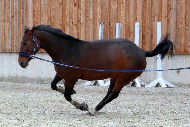 Free stock image of Horse Stable  created by Pixabay