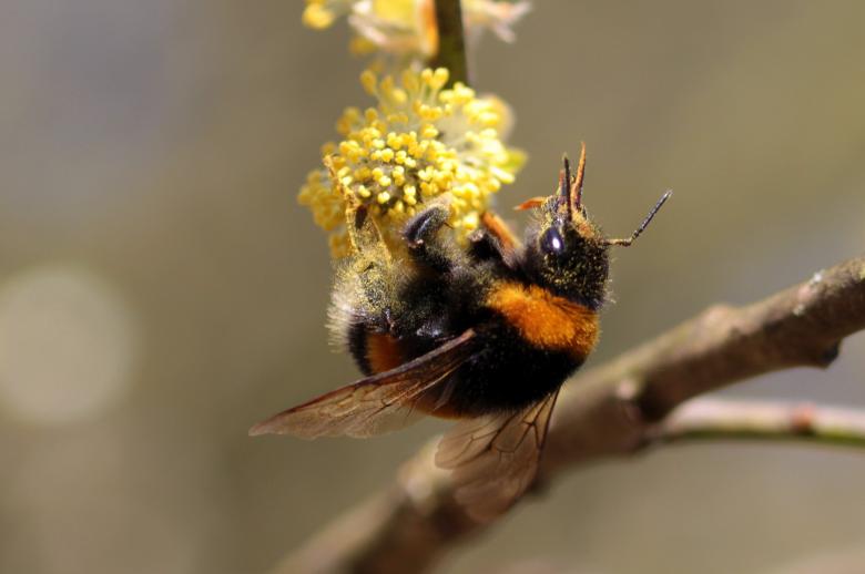 Free stock image of Hummel Bee in the Garden created by Pixabay
