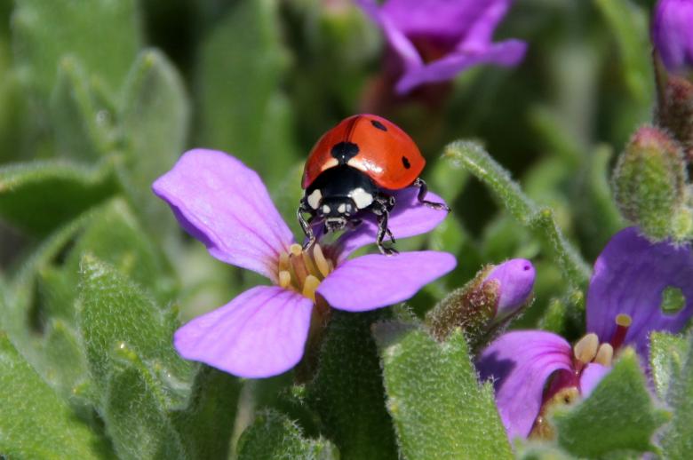 Free stock image of Macro Ladybug created by Pixabay