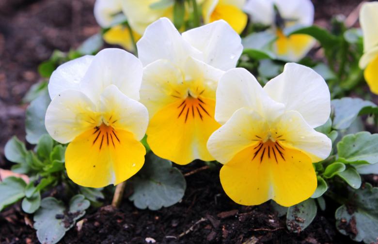 Free stock image of Fresh Pansy created by Pixabay