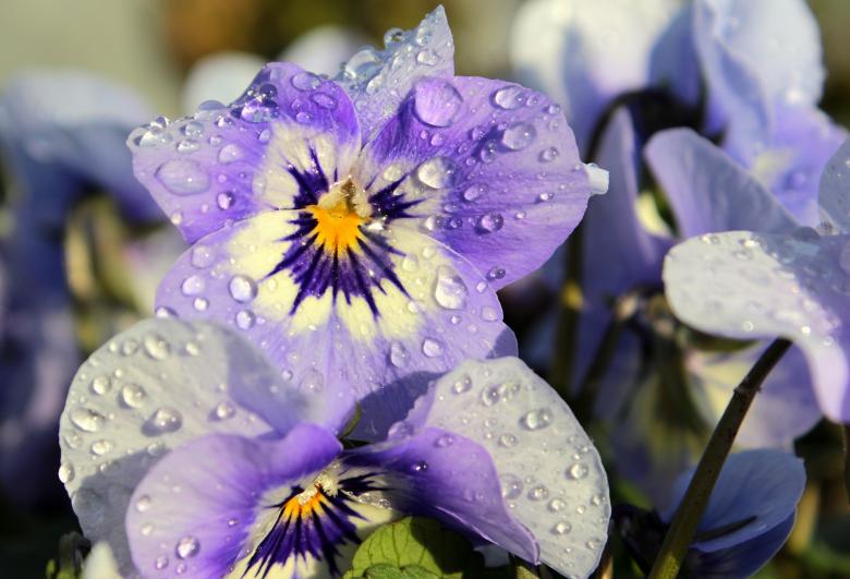 Free stock image of Fresh Pansy created by Pixabay