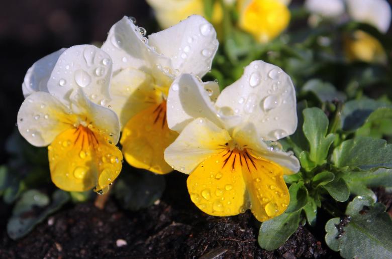 Free stock image of Fresh Pansy created by Pixabay
