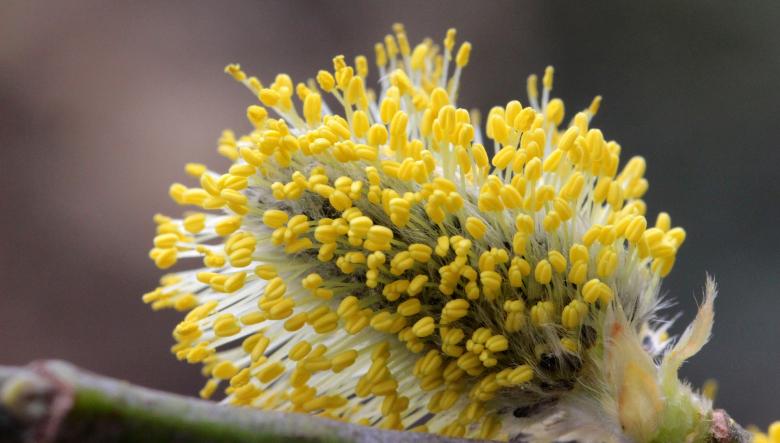 Free stock image of Pussy Willow created by Pixabay