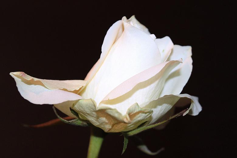 Free stock image of Blooming Rose created by Pixabay