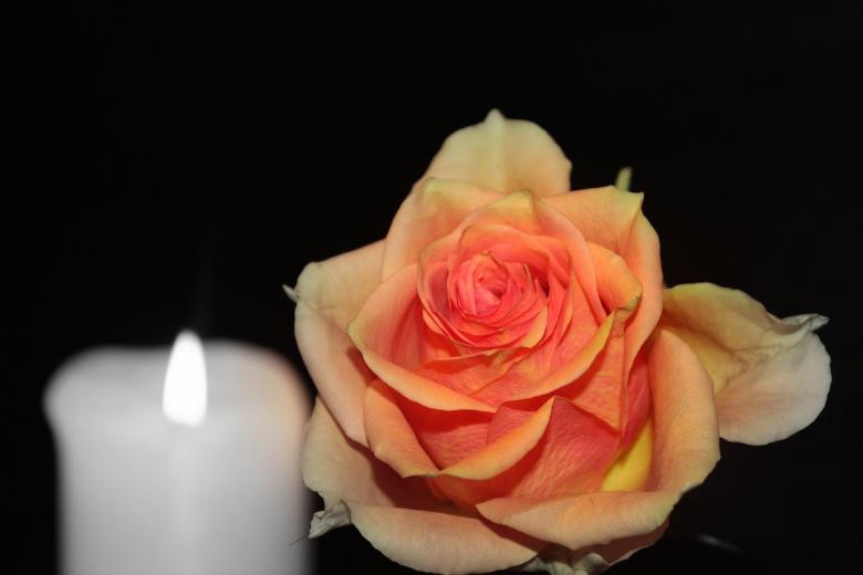 Free stock image of Blooming Rose created by Pixabay