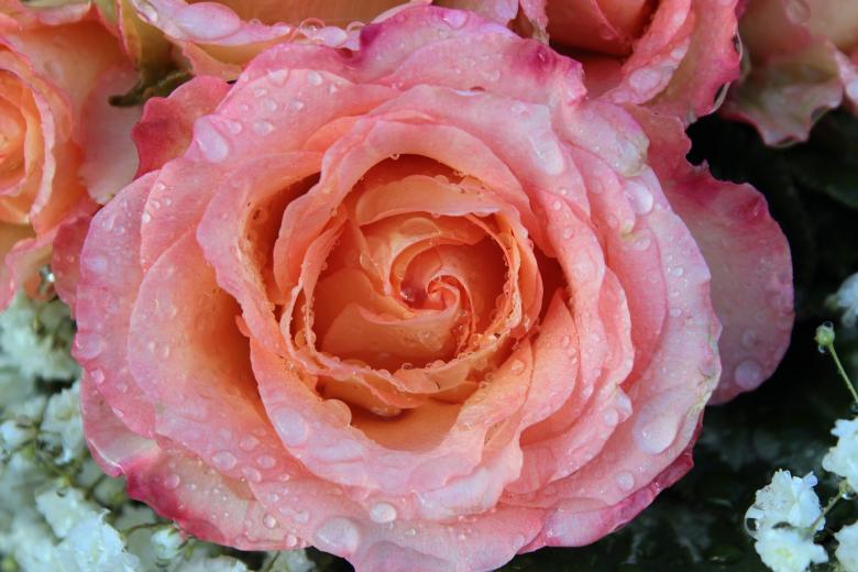 Free stock image of Blooming Rose created by Pixabay