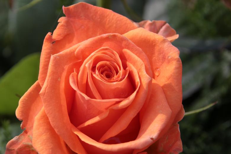Free stock image of Blooming Rose created by Pixabay