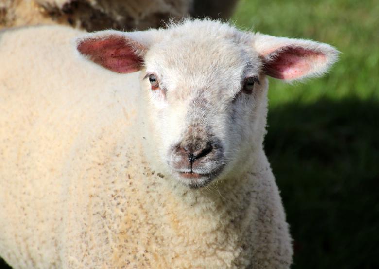 Free stock image of Sheep Farm created by Pixabay