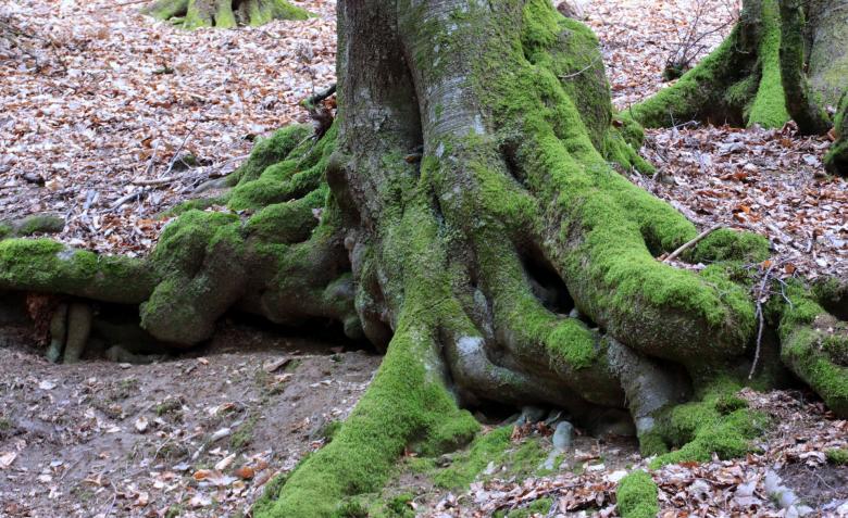 Free stock image of Wild Tree created by Pixabay