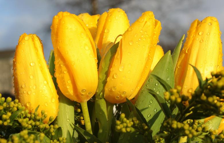 Free stock image of Fresh Tulip created by Pixabay