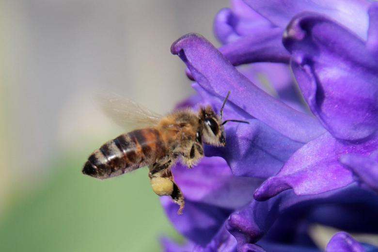 Free stock image of Bee in the Garden created by Pixabay