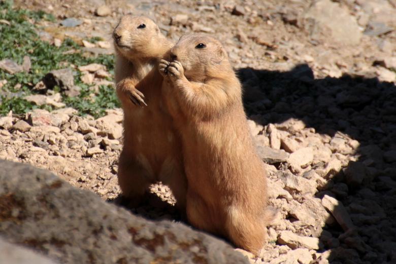 Free stock image of Prairie Dog created by Pixabay