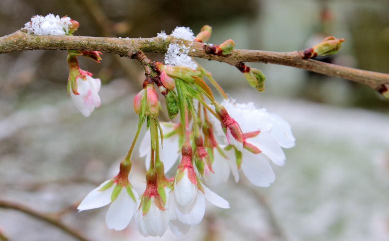 Free stock image of Frozen Cherry Blossom created by Pixabay