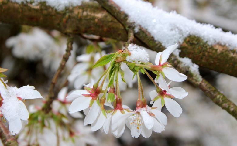 Free stock image of Frozen Cherry Blossom created by Pixabay