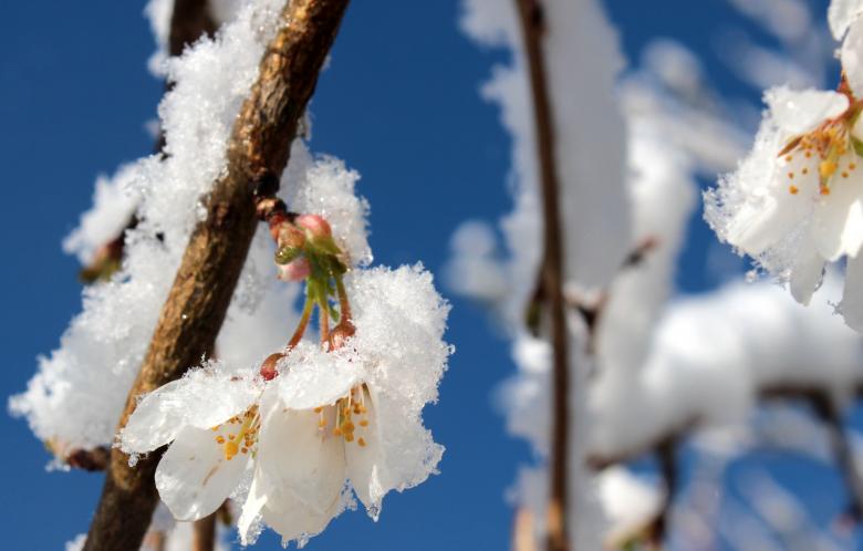 Free stock image of Frozen Cherry Blossom created by Pixabay