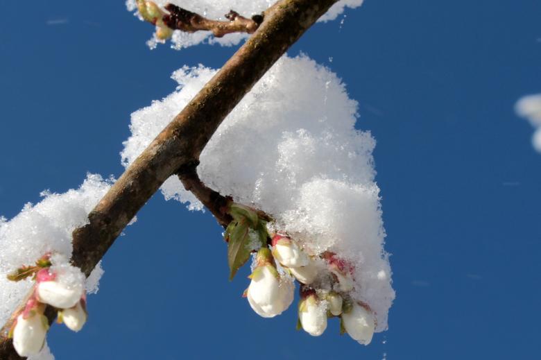 Free stock image of Frozen Cherry Blossom created by Pixabay