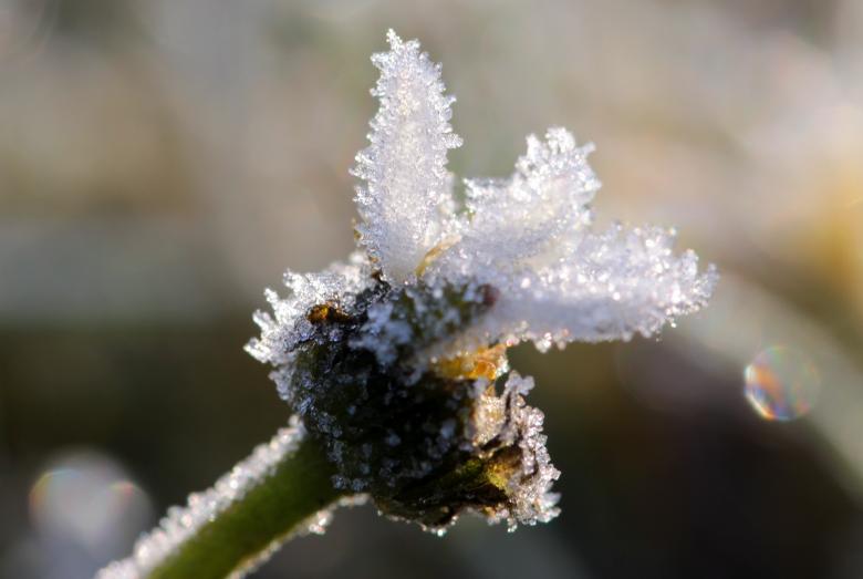 Free stock image of Frost on Daisy created by Pixabay